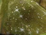 Organza Vert Bouteille Imprimé Étoile du Berger Dorée Métallisée