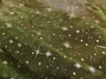 Organza Vert Bouteille Imprimé Étoile du Berger Dorée Métallisée